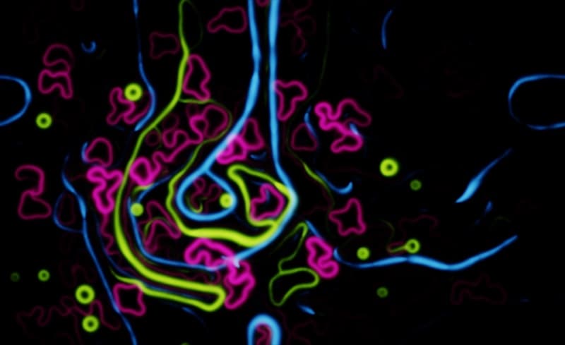 Physarum scene: a dense, glowing branching network resembling slime-mold trails or neural tissue